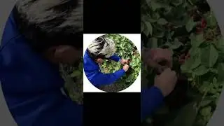 Ворую у Маши  в GROW A GARDEN ROBLOX