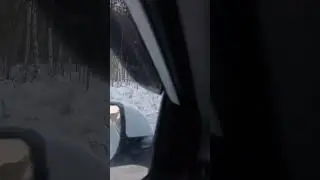 Глухарки на дороге