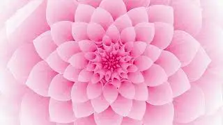 Flower animation Valentine's Day Special free to use video download 2022 love
