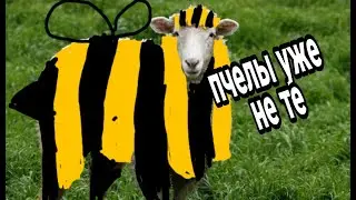 ТЫ ПЧЕЛА Я ПЧЕЛОВОД перепела песню на свой лад КТО? любит #ШАШЛЫКИ ?)))))