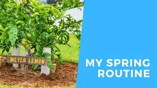 My Fruit Tree Maintenance Routine | Spring Edition