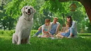 The Golden History: From Dogs to Goldendoodles