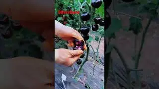 Nueva variedad de tomates morados #reels #viral #fypシ