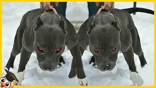 20 Cani Banditi Perchè Troppo Pericolosi