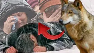 Волк заставил рыдать всю деревню, привез еле живого хозяина к дому из последних сил...