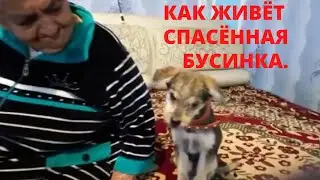 КАК ЖИВЁТ СПАСЁННАЯ  БУСИНКА.