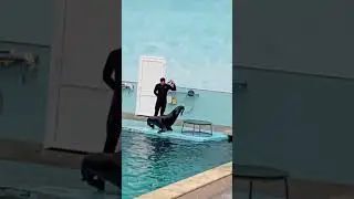 22 марта 2024 г.МОРСКОЙ КОТИК. КИСЛОВОДСК.