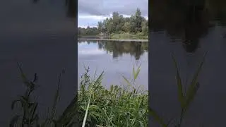 Утки-Счастьеносцы
