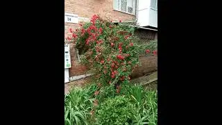 Роза у балкона мамы