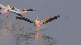 Pelicans are Flying (short version)