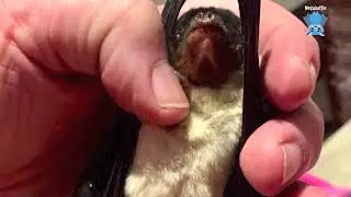 Rescuing a microbat on a city wharf:  this is Goldfinger