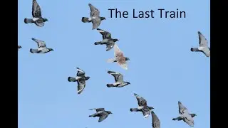 The Last Train to success, Pigeon Racing