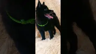 🟢Pankrat Cherniy Pit Royal весельчак и балагур😁