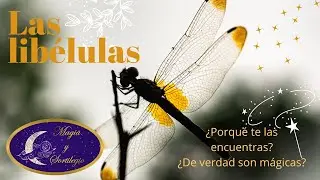 Las libélulas ¿Porqué te las encuentras?