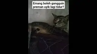 Emang boleh gangguin preman Uyik lagi tidur?? 