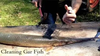 Cleaning Gar Fish