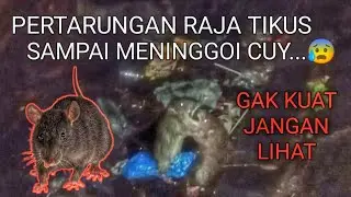 Pertarungan Raja Tikus Memperebutkan Kekuasaan....#TIKUS