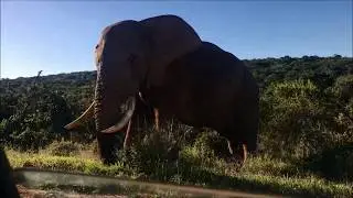 Videobericht Auslandssemester in Port Elizabeth, Südafrika