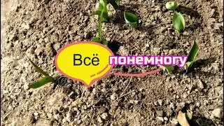 Как пикирую помидоры в парнике и что растет ещё?