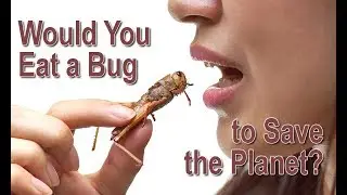 Would You Eat a Bug to Save the Planet?
