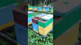 Подкормка пчëл сиропом ЛЕГКО и БЫСТРО