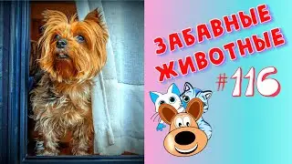 Приколы с Животными #116/ Смешные Животные 2020 / Приколы / Приколы про Животных / Лучшие Приколы