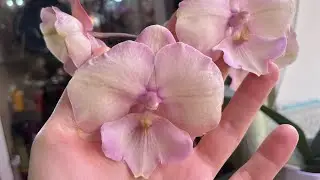 Беспризорные орхидеи на 3 недели. 🫣 Что делать? 🧐