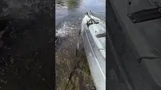 GIANT Shoal Bass!! #fishing #bassfishing #kayakfishing