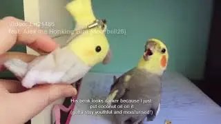 Alex the Honking Bird but every time he honks, it gets slower... and more