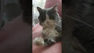 Планы на праздники #приколы #котики #смешнаяозвучка