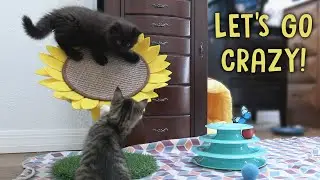 What Kittens Do When Nobody’s Home...