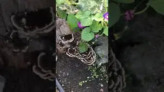Грибочки на пенёчке))