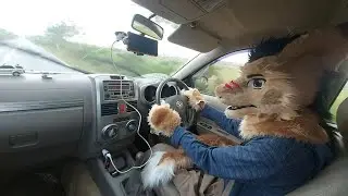 Rainy day fursuit driving - Sergal driver irl on the road.
