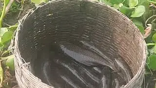 Fishing video|Catching Fish|Hand Fishing Video|