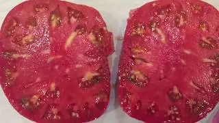 A very tasty tomato, and also a winner in terms of weight.