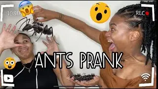 Ants Prank | NiNi & Mani