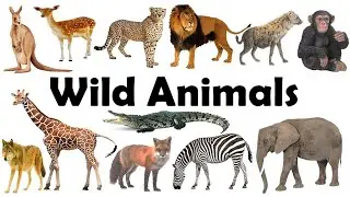 Beautiful Farm Animals And Wild Animals Sound,Cow, Dung, Cet, Horses, Elephants, part 2,