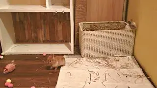 Little rabbits have learned to jump out of the basket