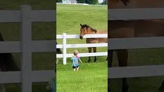 The child's gesture... and the horses' reaction will melt your heart 🐴❤️