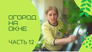 Что можно вырастить на подоконнике? Урожай