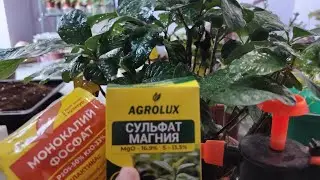 Xona Gullari bargi tukilmasligi uchun buni qullang.