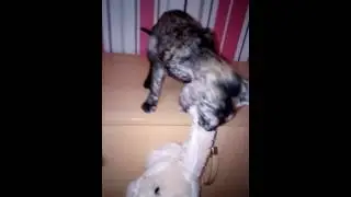 Маленькая Амальтея Беллатрикс и бооольшой розовый кролик ;)