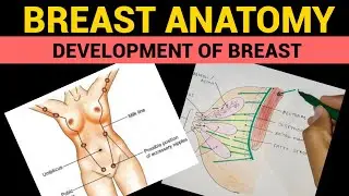 Breast Anatomy (4/5) | Development of Breast