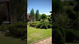 Влюбленная в солнце… #дача #сад #landscape #garden #цветы #лето #flowers