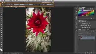 Adobe Photoshop 