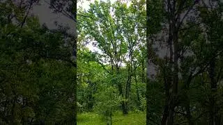 Шум леса