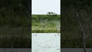 INSANELY Huge Gator!  Keep your distance! #shorts #kayakfishing #creepy 😳🫣👎