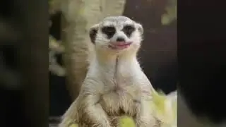 Вы чо спите что ли ха 😂😂😂😂