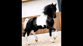 HEINO Horses  for sale https://www.blacksterlingfriesians.com questions? 415-272-2112