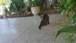 Stray Cats